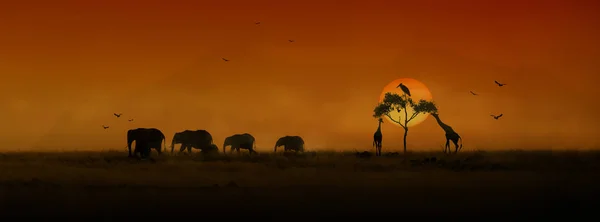 网站或社会媒体横幅与非洲大象牧群剪影长颈鹿和鸟与金黄橙色日落 — 图库照片