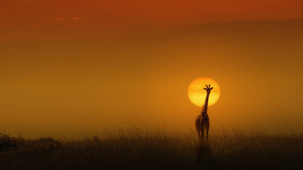 Masai Giraffe in front of the sun at sunset in Kenya, Africa with room for text in the open sky