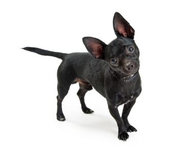 Beyaz ayakta, baş eğerek ve kameraya bakarak şirin küçük siyah Chihuahua köpek
