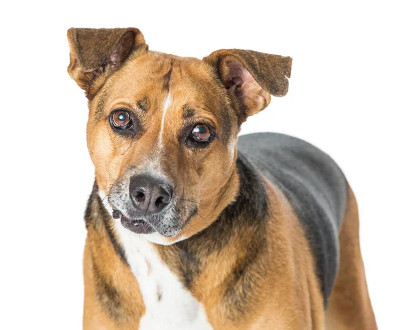 Brauner und schwarzer Hund starrt in die Kamera — Stockfoto