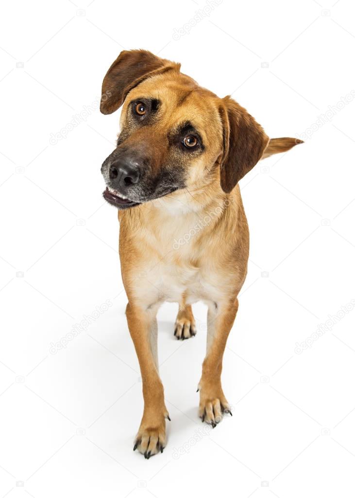 Attentive Dog Head Cocked Looking Forward