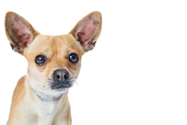 Chihuahua cão sobre com espaço de cópia — Fotografia de Stock