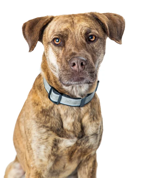 Closeup Brindle Orta Boyut kahverengi köpek — Stok fotoğraf