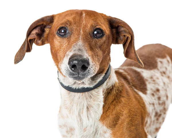 Closeup Cute Dachshund Mix Dog — Stock Photo, Image