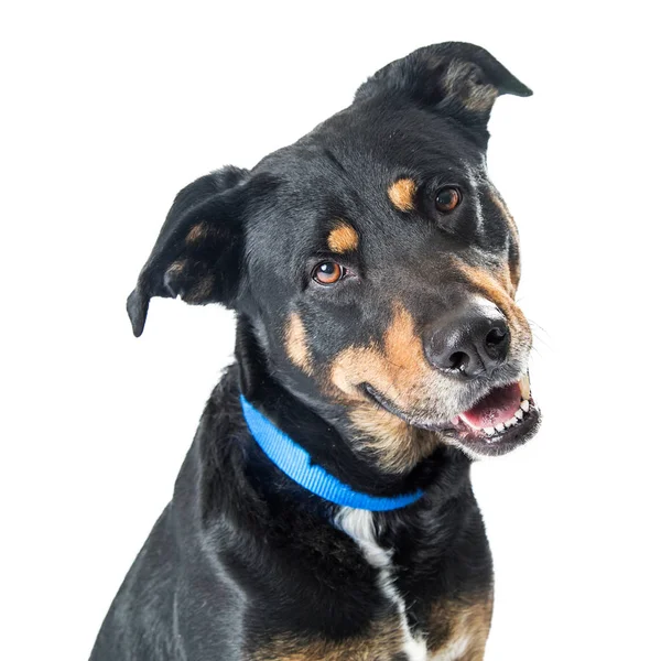 Zbliżenie szczęśliwy duży pies mieszaniec — Zdjęcie stockowe