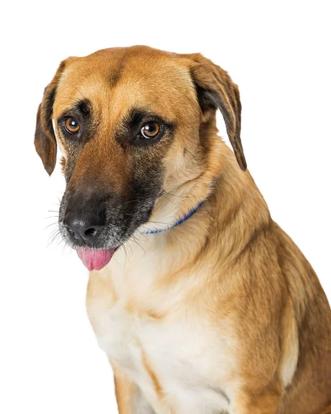 Lindo perro amarillo lengua sobresaliendo —  Fotos de Stock