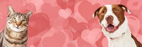Dog and Cat Valentine Hearts Web Banner — Stock Photo, Image