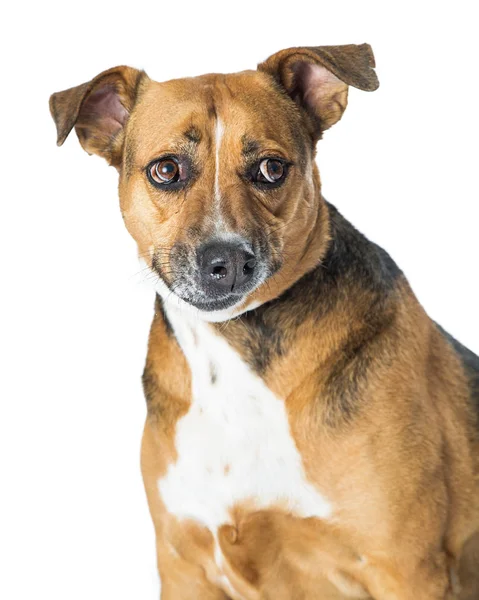 Closeup cão expressão engraçada — Fotografia de Stock