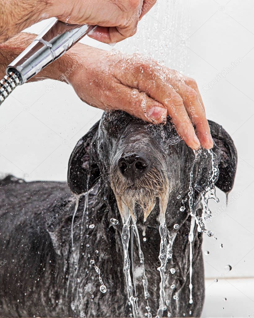 Dog Bath Rinsing Water From Face
