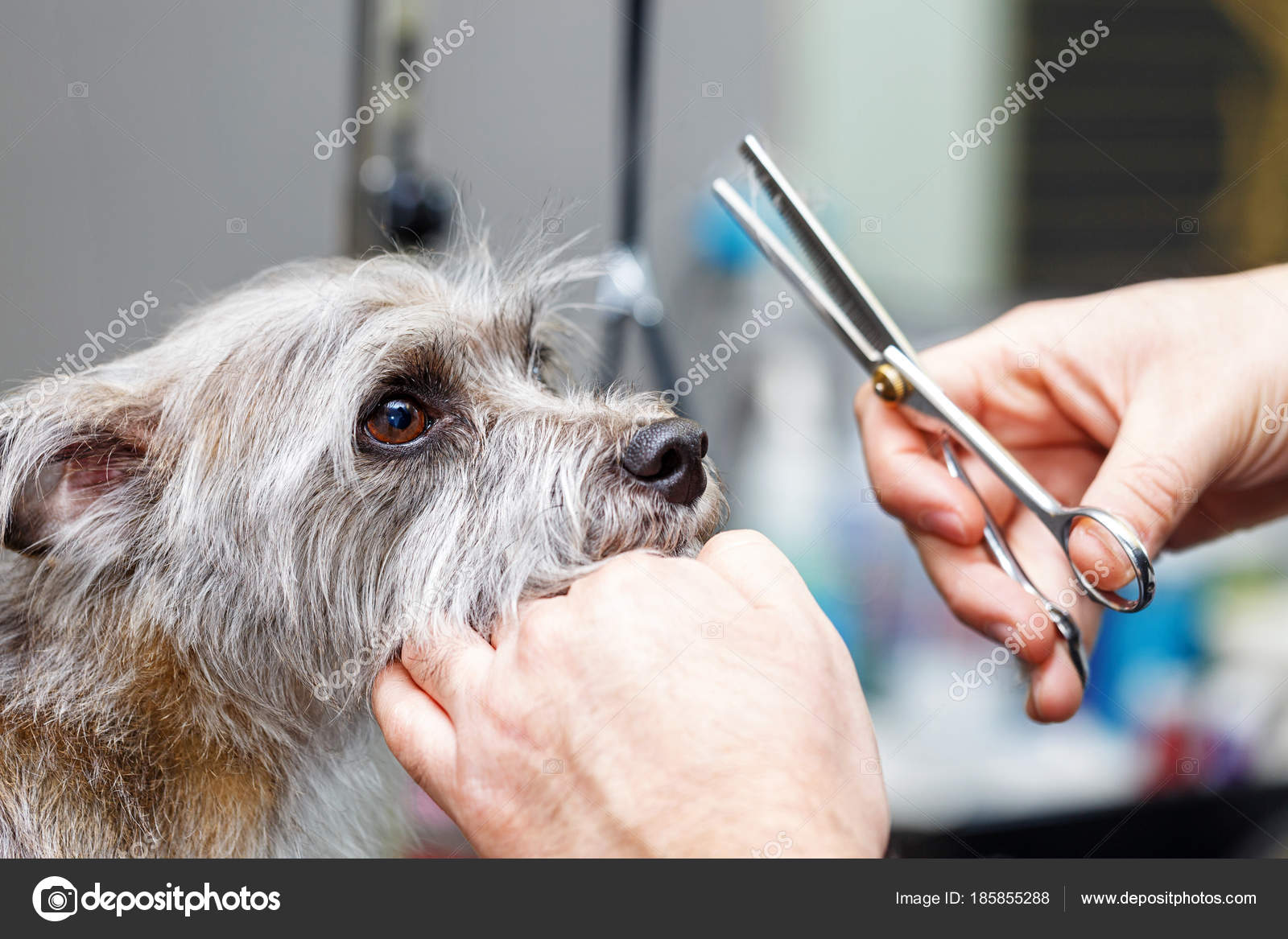 Groomer Cutting Dog Fur With Shears Stock Photo by ©adogslifephoto