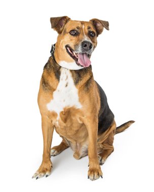 Mutlu kahverengi ve siyah karışık doğurmak köpek