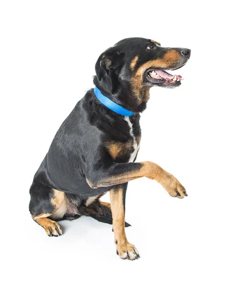 Przyjazne duży pies drżenie łapa — Zdjęcie stockowe