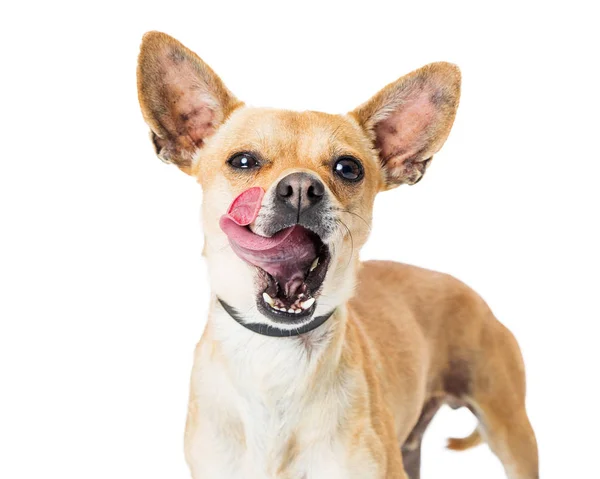 Divertido hambriento chihuahua perro lengua fuera — Foto de Stock