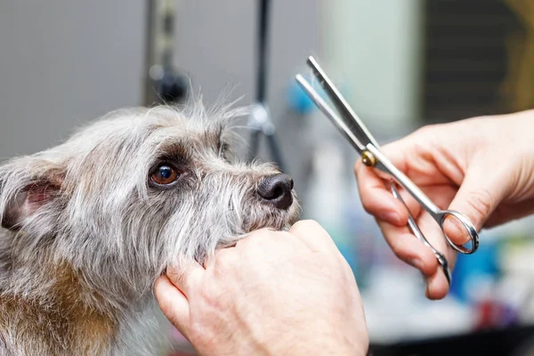 De vacht van de hond van Groomer snijden met schaar — Stockfoto