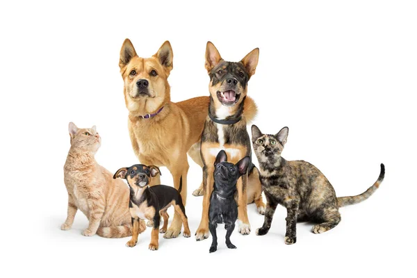 Group of Cats and Dogs Looking Up on White — Stock Photo, Image