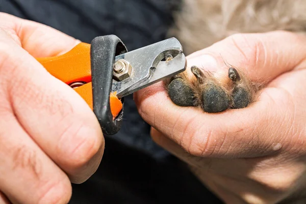 Groomer Clipping Dogs Nails — Stock Image Groomer Clipping Dogs Nails Stock Image