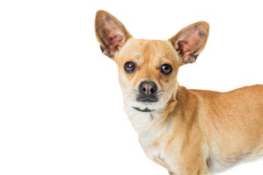 Portre Chihuahua köpek kopya alanı