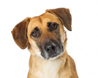 Portre sarı azman köpek üzgün ifade