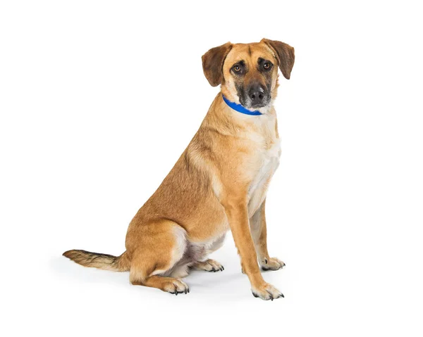 Labrador Mischlingshund sitzend Seite — Stockfoto