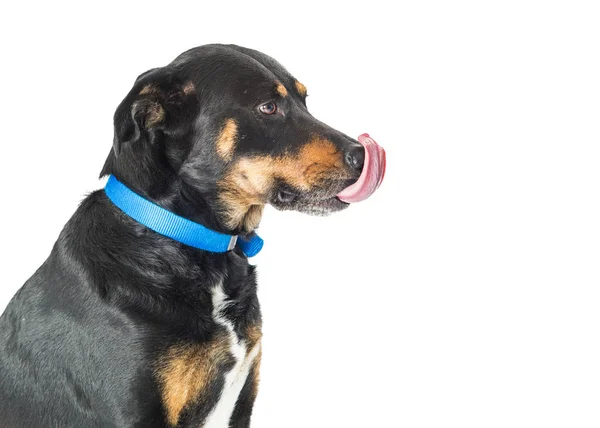 Large Dog Licking Nose Copy Space — Stock Photo, Image