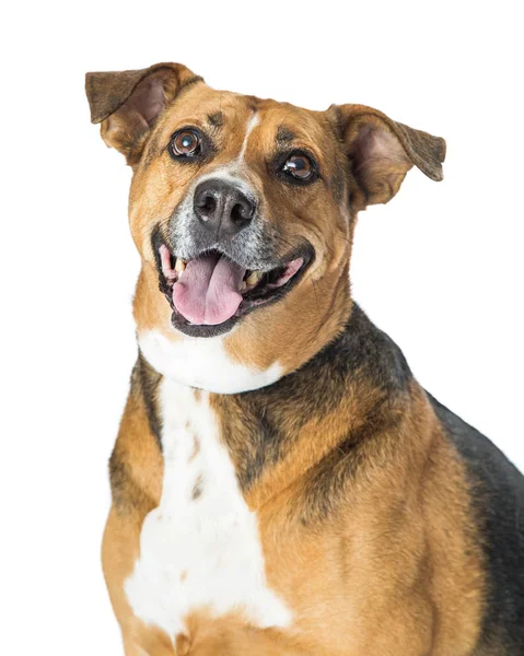 Gemengd ras vriendelijke gelukkige hond — Stockfoto