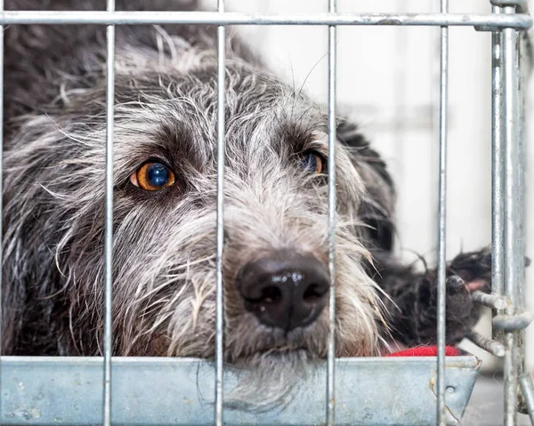 Triste resgate cão deitado em gaiola de arame — Fotografia de Stock