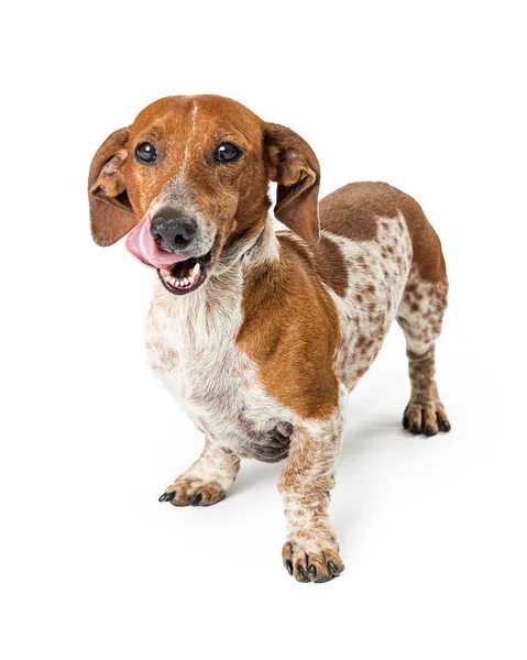 Pequeña raza hambrienta perro lengua fuera —  Fotos de Stock