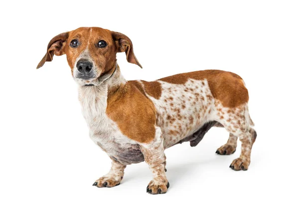 Perro largo de raza pequeña en blanco —  Fotos de Stock