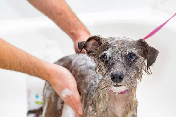 Pequeño perro siendo consiguiendo bañado por groomer — Foto de Stock