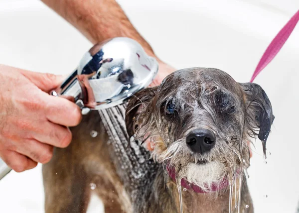 Pequeño perro siendo enjuagado en baño — Foto de Stock