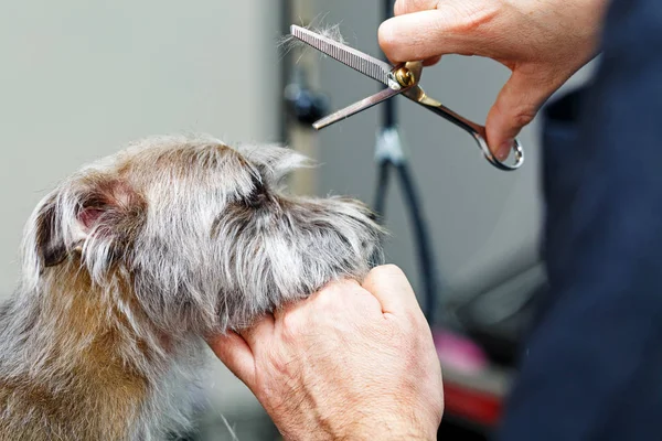 Kleiner Terrier-Hund wird gepflegt — Stockfoto