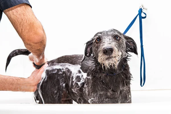 Infeliz perro getting bañado por groomer — Foto de Stock