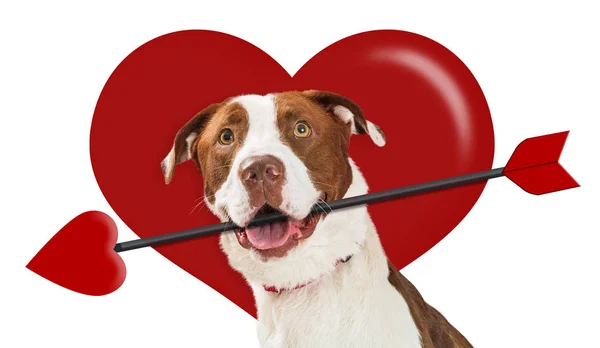 Sevgililer günü kalp aşk tanrısı köpek — Stok fotoğraf