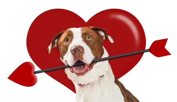 San Valentino Cuore Cupido Cane — Foto Stock