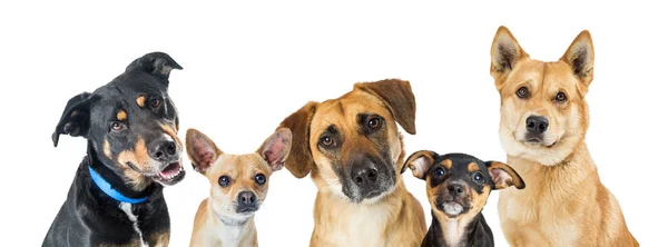 Various Dogs Horizontal Web Banner — Stock Photo, Image