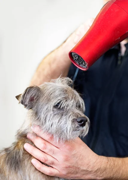 Húmedo perro siendo seco por groomer — Foto de Stock