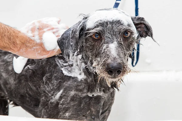 Влажная мыльная собака принимает ванну — стоковое фото