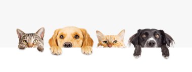 Row of the tops of heads of cats and dogs with paws up, peeking over a blank white sign. Sized for web banner or social media cover clipart