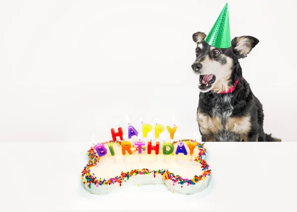 Foto Engraçada Cão Soprando Velas Bolo Aniversário Isolado Branco Com — Fotografia de Stock