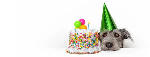 Netter Hund Mit Partyhut Und Geburtstagstorte Horizontales Web Banner Oder — Stockfoto