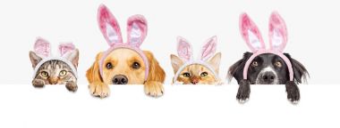 Satır sevimli köpek ve kedi boş beyaz, Easter Bunny kulaklar giyen web afiş üzerinde seyir