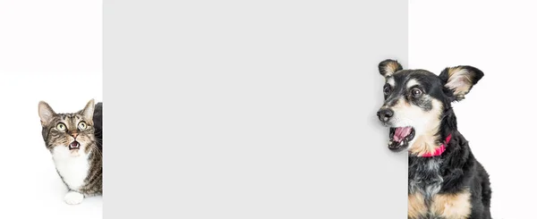 Komik köpek ve kedi seyir ile boş bir afişini arkasında şok ve ifadeler şaşırttı.