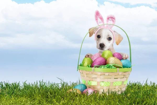 小狗在草地上穿着复活节兔子耳朵捧着一篮子五颜六色的鸡蛋 — 图库照片