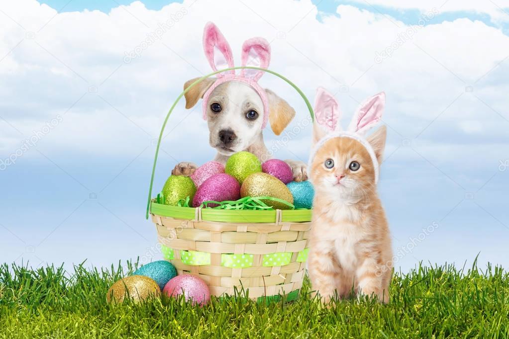 Cute easter kitten Cute Puppy Kitten Wearing Easter Bunny Ears Basket