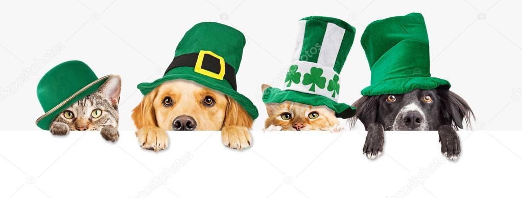 Row of cute dogs and cats wearing green St Patricks Day hats while peeking over a blank white web banner or social media cover