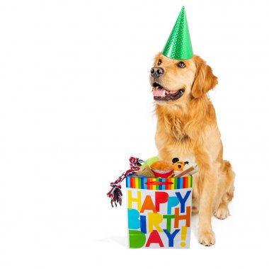 Mutlu Golden Retriever köpek bir doğum günü hediyesi ile parti şapkası giyen oyuncaklar ve muamele etmek dolu çanta