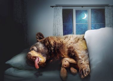 Komik fotoğraf kompozit bir yatağa geceleyin bir evde bir doldurulmuş tavşan tavşan snuggling süre uyku büyük ayı