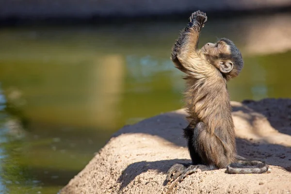 Carino Giovane Bambino Marrone Trapuntato Cappuccino Scimmia Guardando Alto Alzando — Foto Stock
