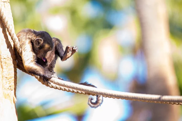 Macaco Prego Tufado Marrom Engraçado Sentado Uma Corda Olhando Para — Fotografia de Stock