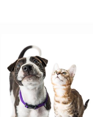Beyaz arka planda siyah ve beyaz renk köpek yavrusu ve tekir kedi